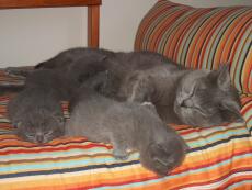 Eine graue katzenmutter mit drei kätzchen, die auf einem gestreiften bett schlafen