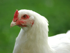 Primo piano del pollo bianco