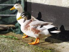 Two appleyard ducks standing next to a wall