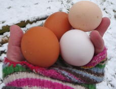 Winter eieren