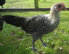 An ancona chicken about 8 weeks old.