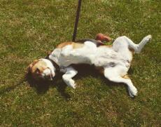 En beagle som ligger i solen på en gräsmatta under en promenad