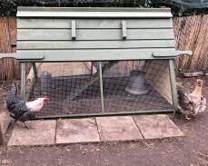 Kyllinger utenfor kjøpt på Boughton i tre