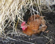 Chicken sitting in dirt