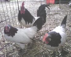 Lakenvelder chickens in cage