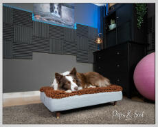 Peps & Scot Dog Sleeping on Omlet Topology Dog Bed with Microfiber Topper and Brass Cap Wooden Feet