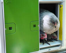 Kippen die uit de automatische deur van Omlet kijken.