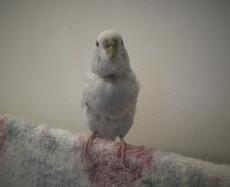 a small white budgie perched on a towel