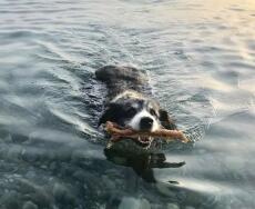 Hund mit stock im maul schwimmend