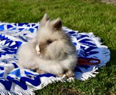 Cute Rabbit in Laying Down in Garden
