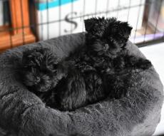 Deux petits chiens noirs sur un lit en forme de beignet