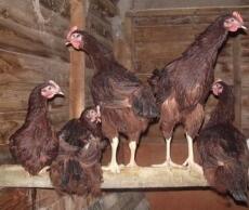 Fünf hühner, die in ihrem stall hocken