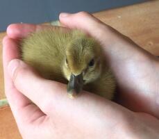 Day old duckling