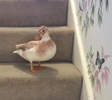 Duck on stairs