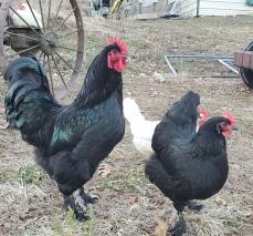 Zwei schwarze langsham-hühner.