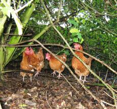 Quatre poulets dans les bois