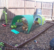 Verde Eglu pollaio con corsa, copertura ombreggiante e 3 polli su trucioli di legno