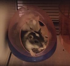 two small gerbils in a bed section in a cage