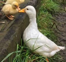 a white mother duck and a yellow duckling stood in a garden