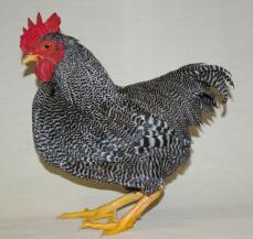 Kyckling som poserar