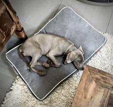Un perro relajándose en la cama para perros Fido 