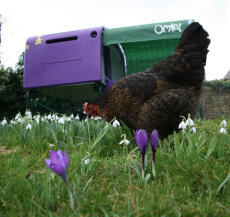 Pollo in giardino con viola Eglu Cube pollaio in background con correre e copertura ombra