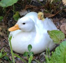 a small yellow duckling sat on its mothers back in a garden