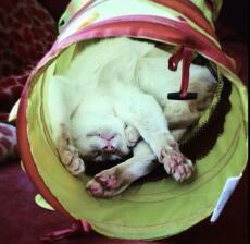 Teddy the tonk exhausted in his cat tunnel