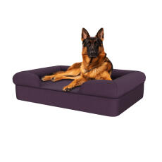 Hond zittend op pruim paars groot traagschuim bolster hondenbed