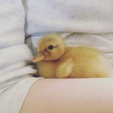 Duck in arms