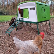 Two chickens with their green chicken coop