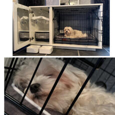Un chien qui dort dans sa cage