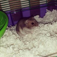 This is Harry our djungarian hamster