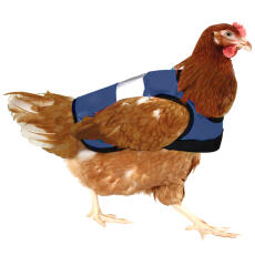 Hi-vis chicken jacket blue