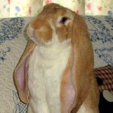 Coniglio dalle lunghe orecchie in posa