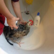 Grazie Omlet per i tuoi consigli, gallina della doccia.