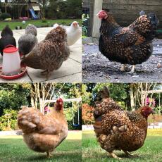 4 bilder av kycklingar