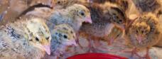 polluelos curiosos en la incubadora