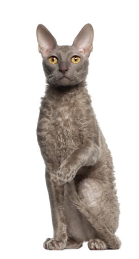 A grey cornish rex with the breeds distinctive curly coat