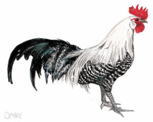 A beautiful painting of a male silver Brakel bantam