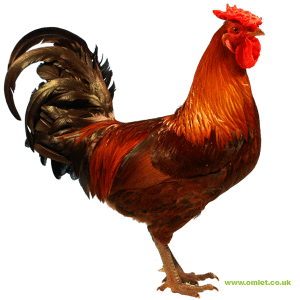 Derbyshire Redcap Cock