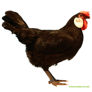 Large black minorca hen