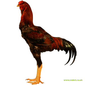 Large black red malay cock