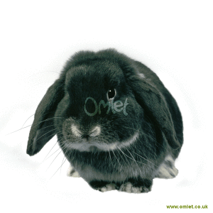 Dwarflop Bluefox Rabbit