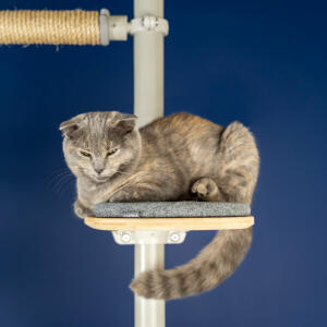 A Scottish Fold cat sitting on a cat tree witha blue background.