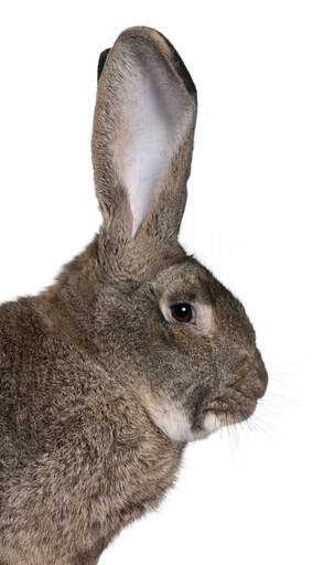 Un lapin géant flamand avec des oreilles incroyablement hautes