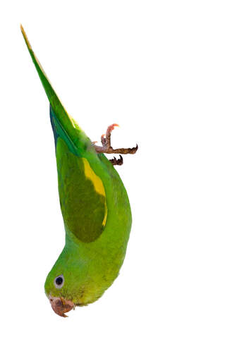 A beautiful, green Yellow Chevroned Parakeet hanging