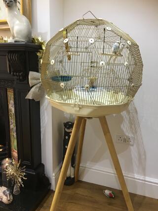 A gold bird cage in the room
