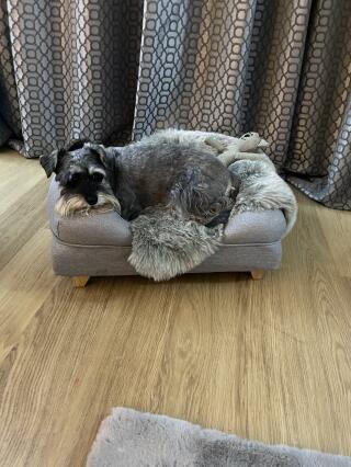 A grey dog resting in his bolster dog bed
