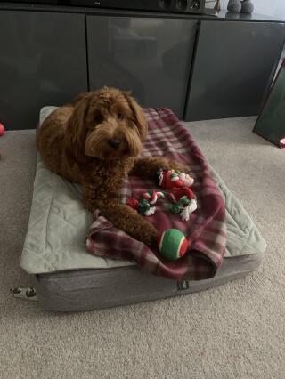 A brown curly dog laying down on his grey bed
